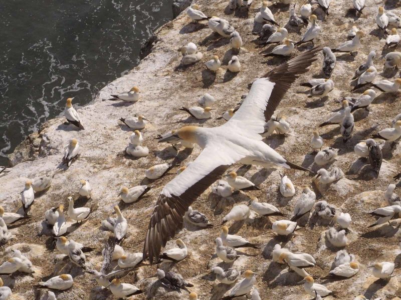 Gannet In Flight 70