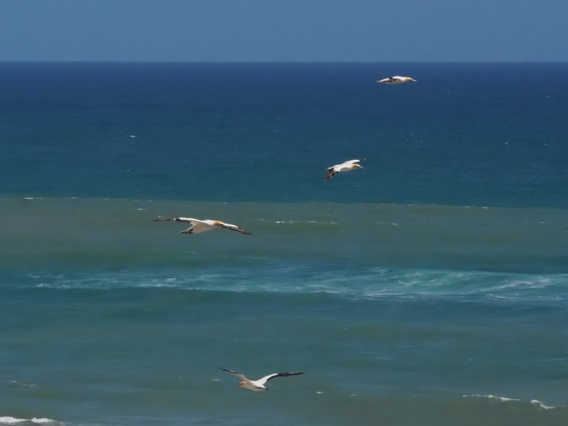 Gannets In Flight 71