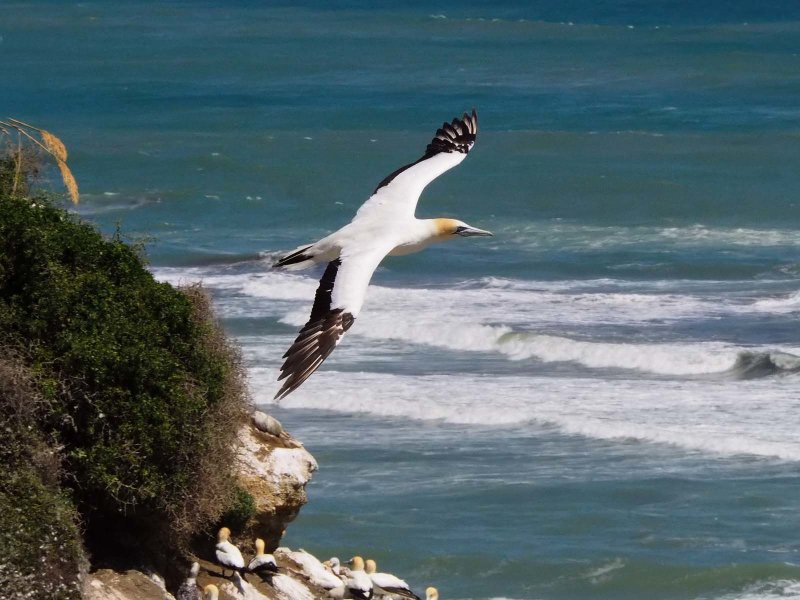 Gannet In Flight 72