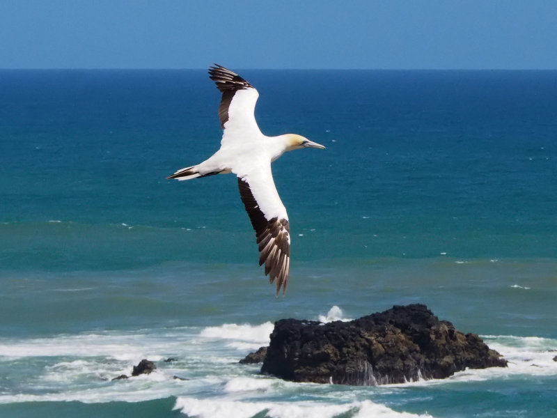 Gannet In Flight 75