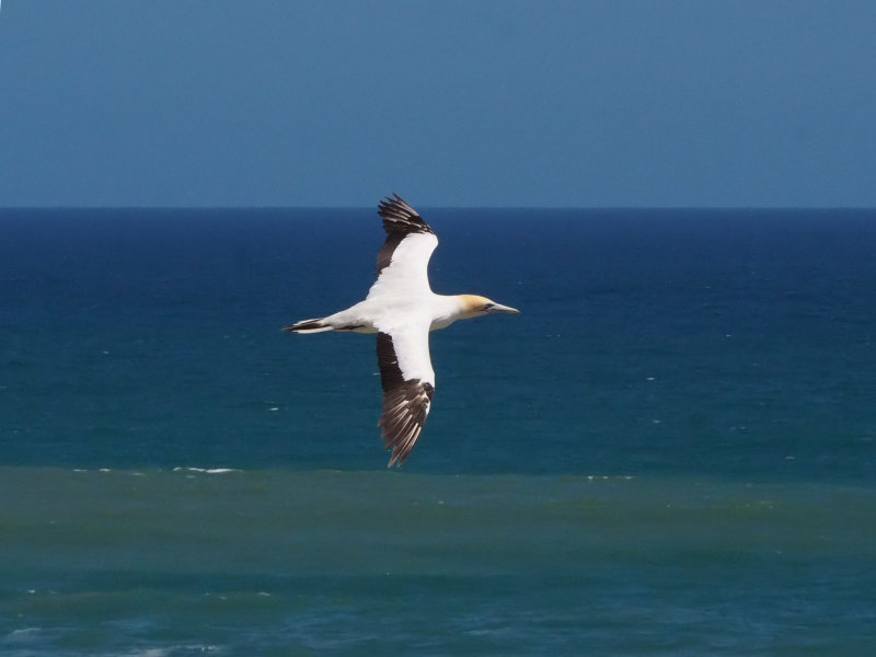Gannet In Flight 76