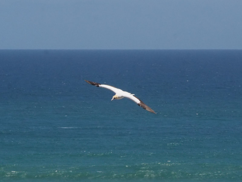 Gannet In Flight 80