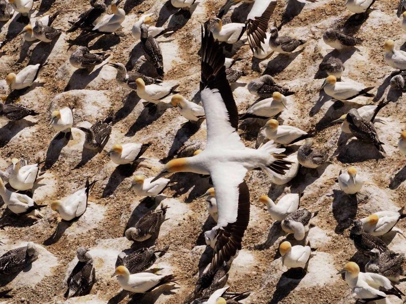 Gannet In Flight 92