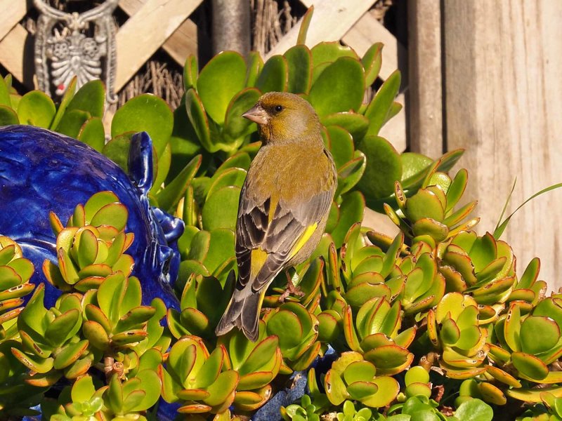 Green Finch