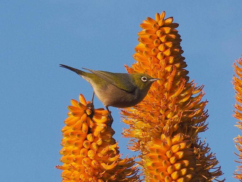wax Eye 22