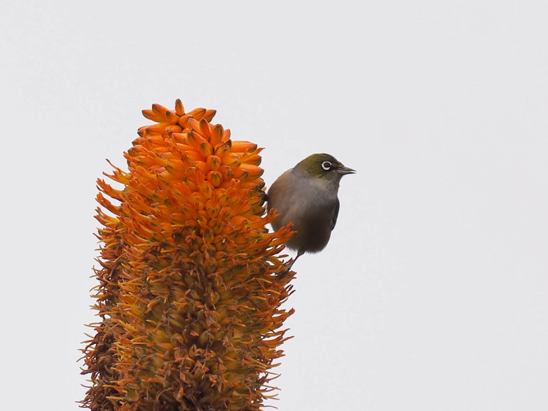 Wax Eye 24