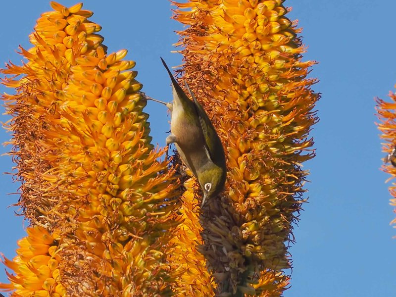Wax Eye 20