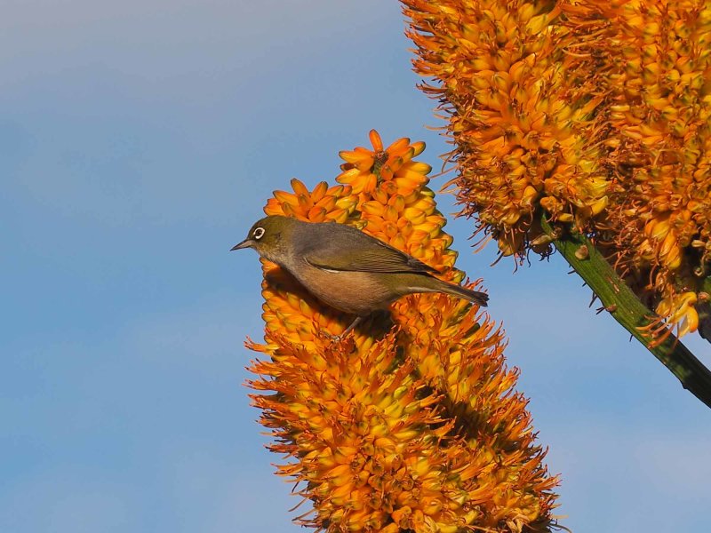 Wax Eye 21
