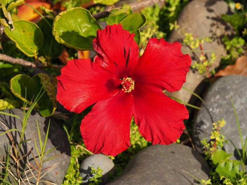 Hibiscus-1 E-M10 II