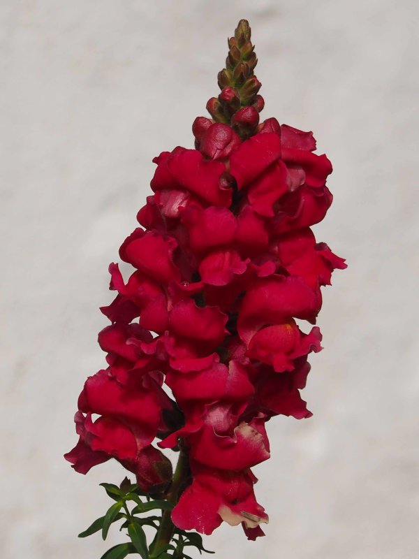 Snapdragon