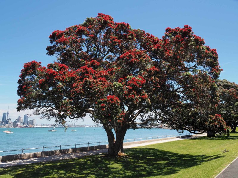 Pohutakawa 1