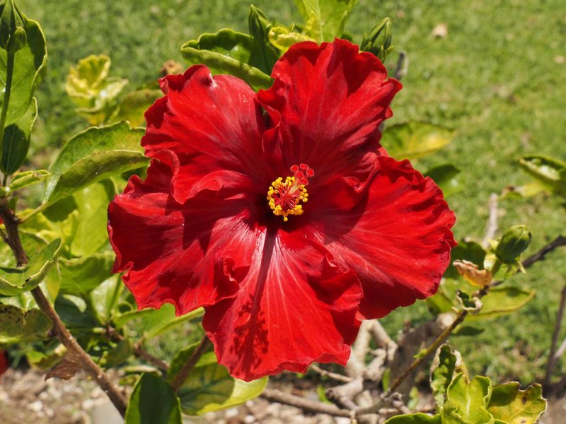 Hibiscus 1