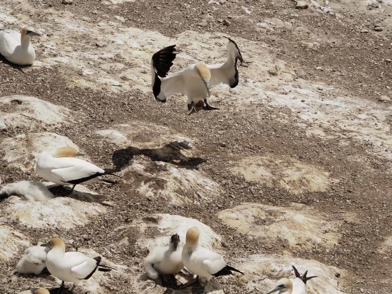 Gannet Landing 2