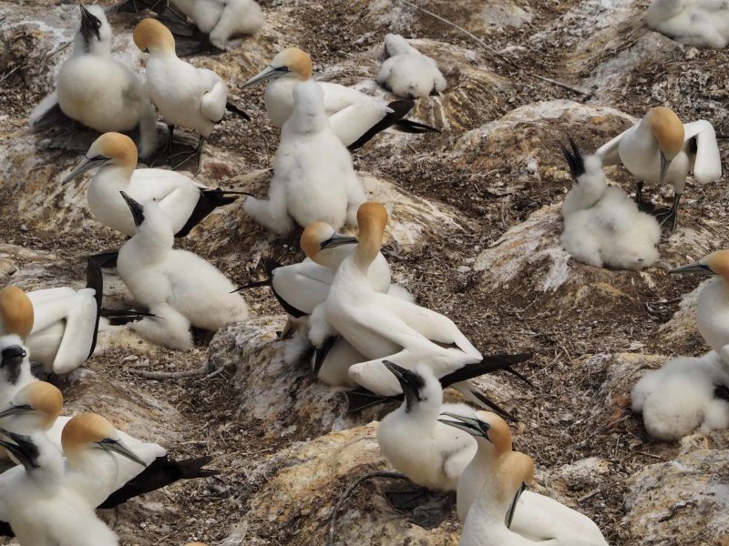 Gannets Courting 5