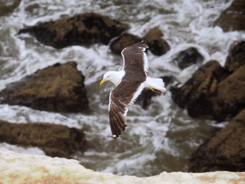 Blackbacked Gull 1