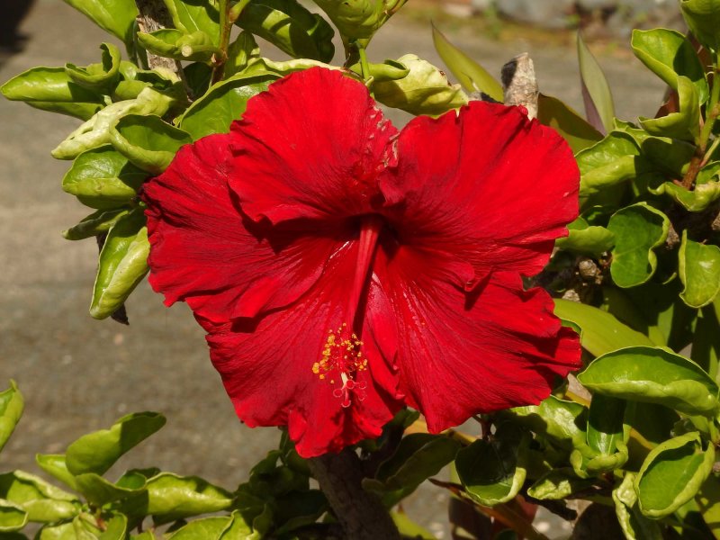 Hibiscus 1