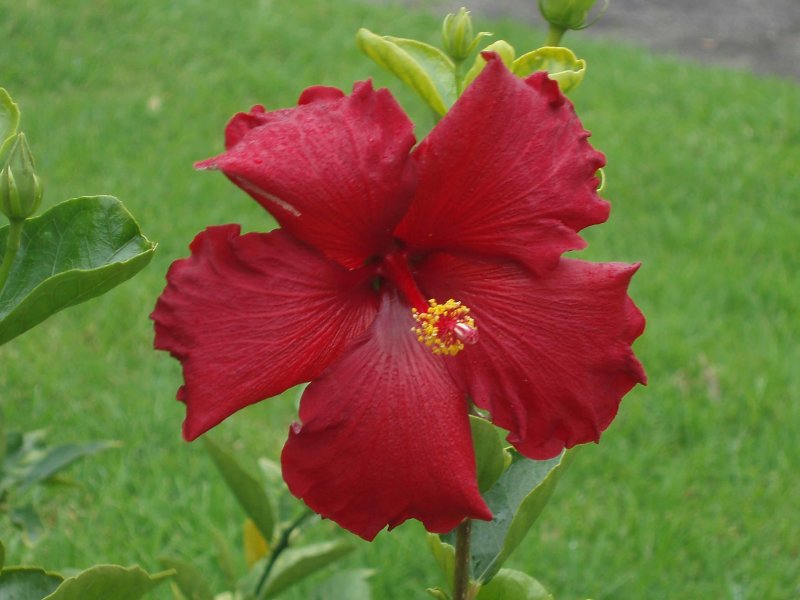 Red Hibiscus