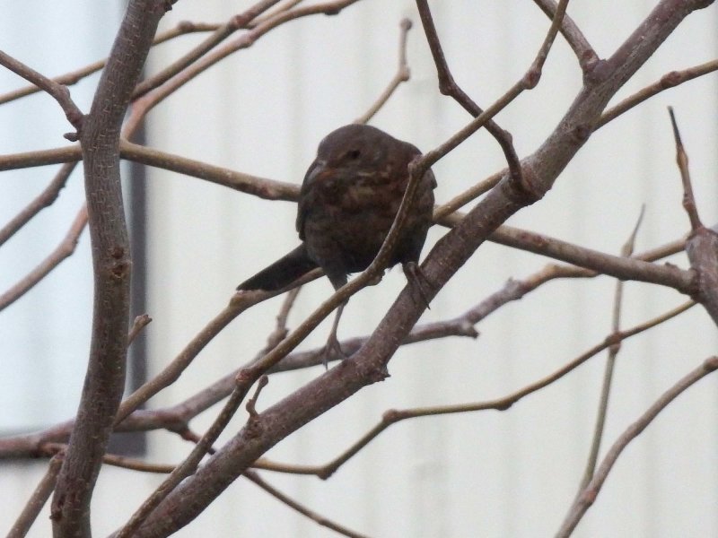 Blackbird 1
