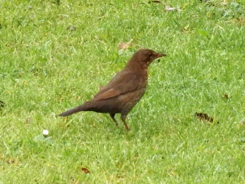 Blackbird 2