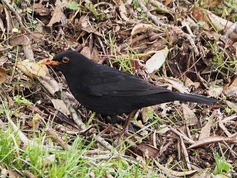 Blackbird 8