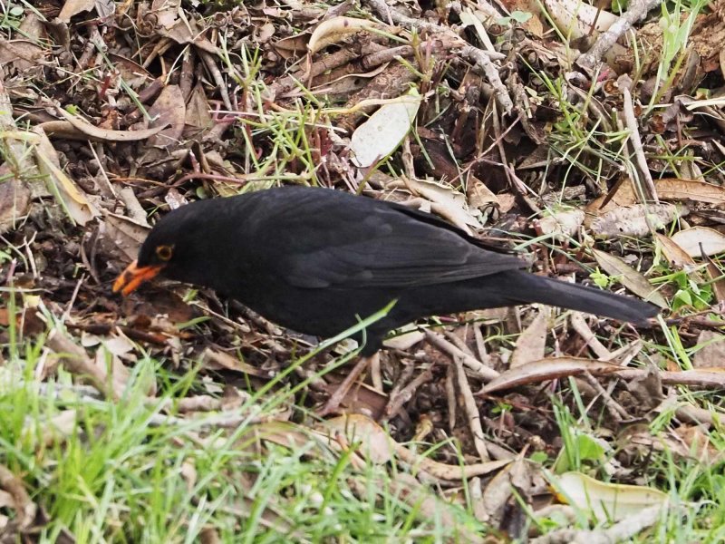 Blackbird 10
