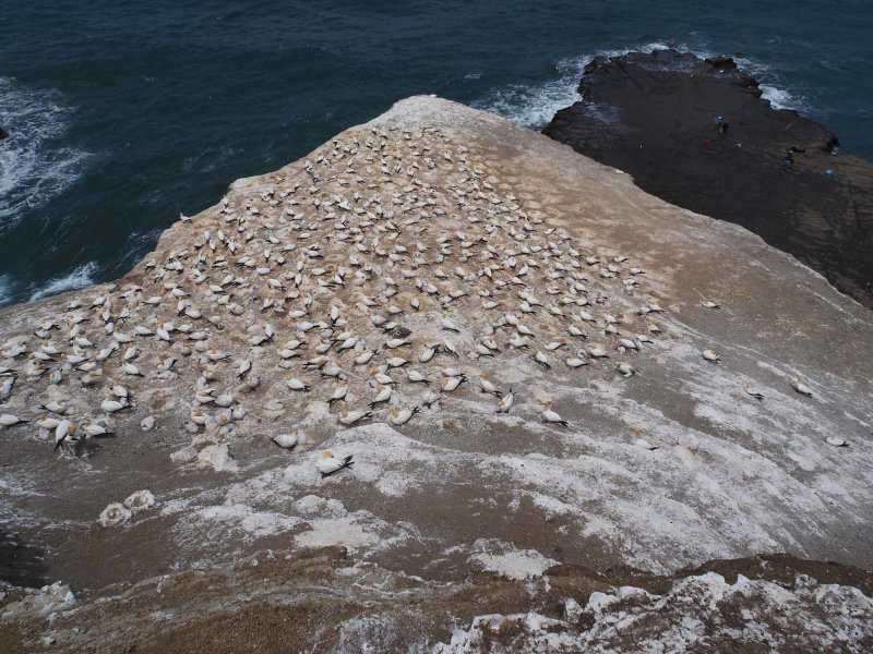Gannet Colony 6