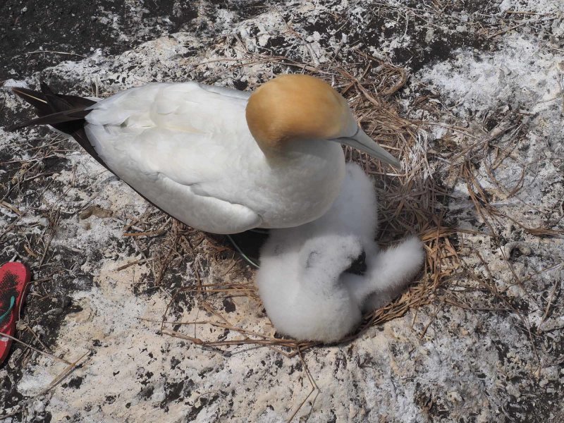 Gannet with Chick 1