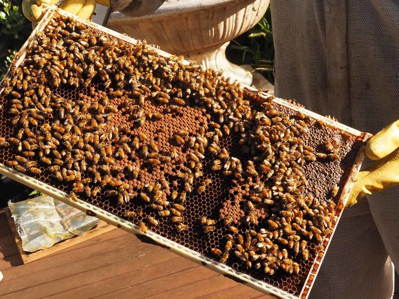 Bees 4
