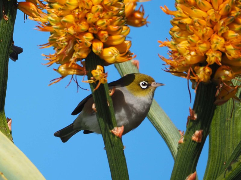 Wax Eye 7