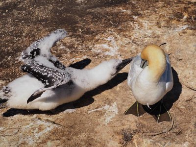 Gannet and Chick 1