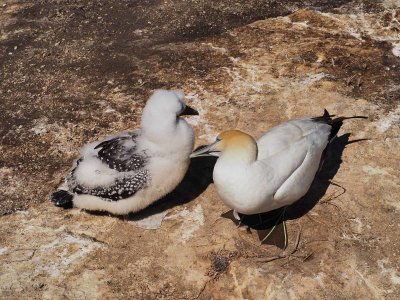Cannet and Chick 2
