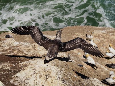 Fledgling
