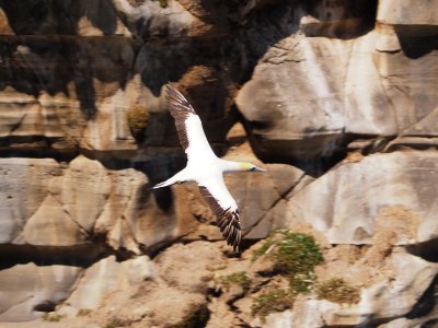 Gannet In Flight 11