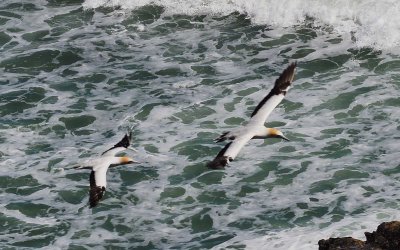 Gannets In Flight 12