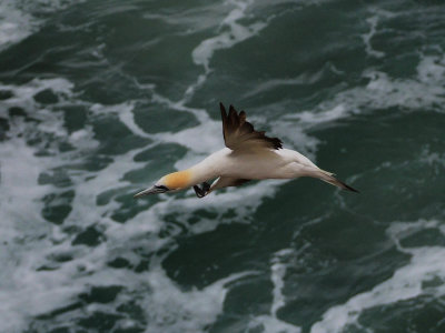 Gannet In Flight 29