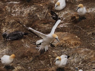 Gannet In Flight 30