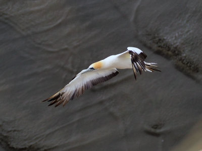 Gannet In Flight 31