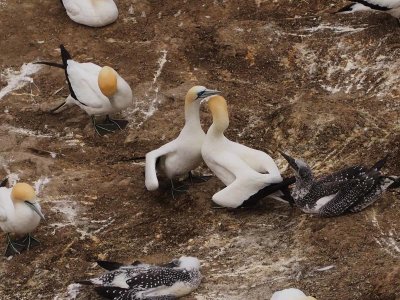 Gannets Petting 2