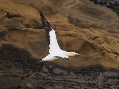 Gannet In Flight 32