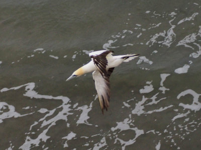 Gannet In Flight 35