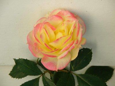 Yellow Rose SP-57UZ