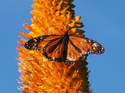 Monarch Butterfly 1