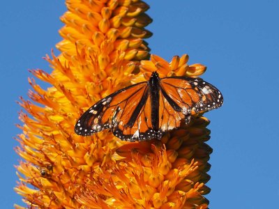 Monarch Butterfly 3