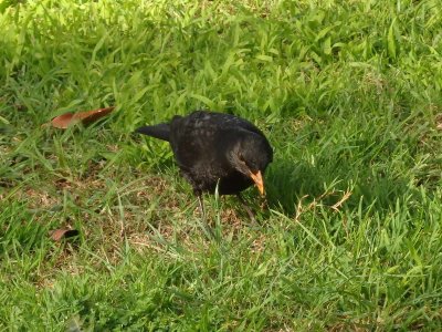 Blackbird 1