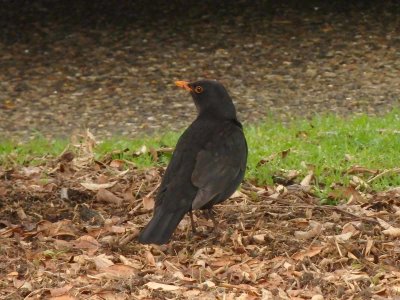 Blackbird 3