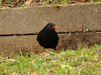 Blackbird 5
