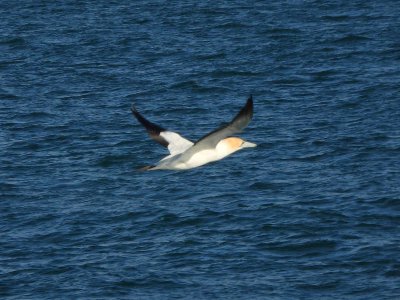 Gannet In Flight 1