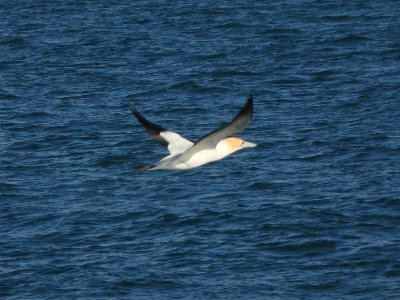 Gannet In Flight 1