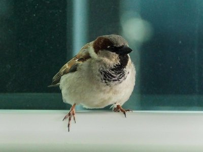 Sparrow 1