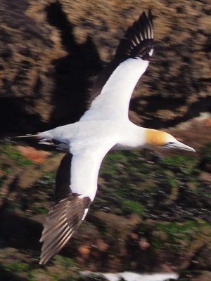 Gannet In Flight 3